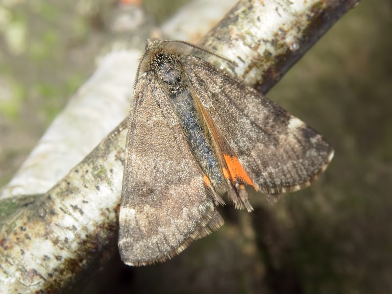 Archiearis notha (Hübner, 1803)